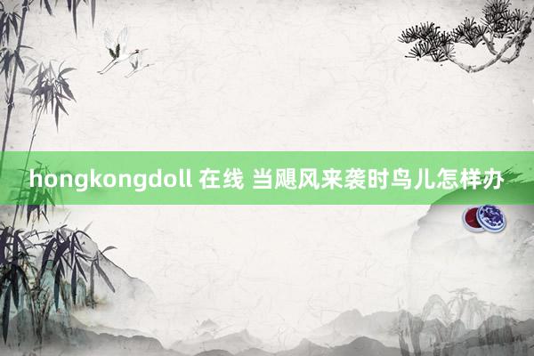 hongkongdoll 在线 当飓风来袭时鸟儿怎样办