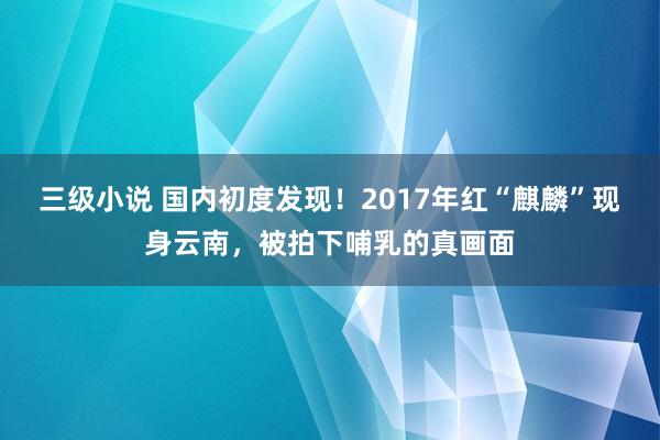 三级小说 国内初度发现！2017年红“麒麟”现身云南，被拍下哺乳的真画面